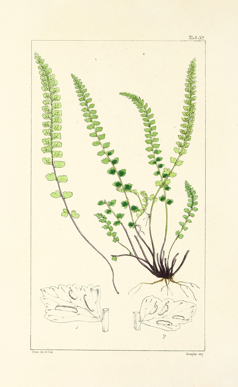 William Jackson Hooker - A century of ferns Pl.32