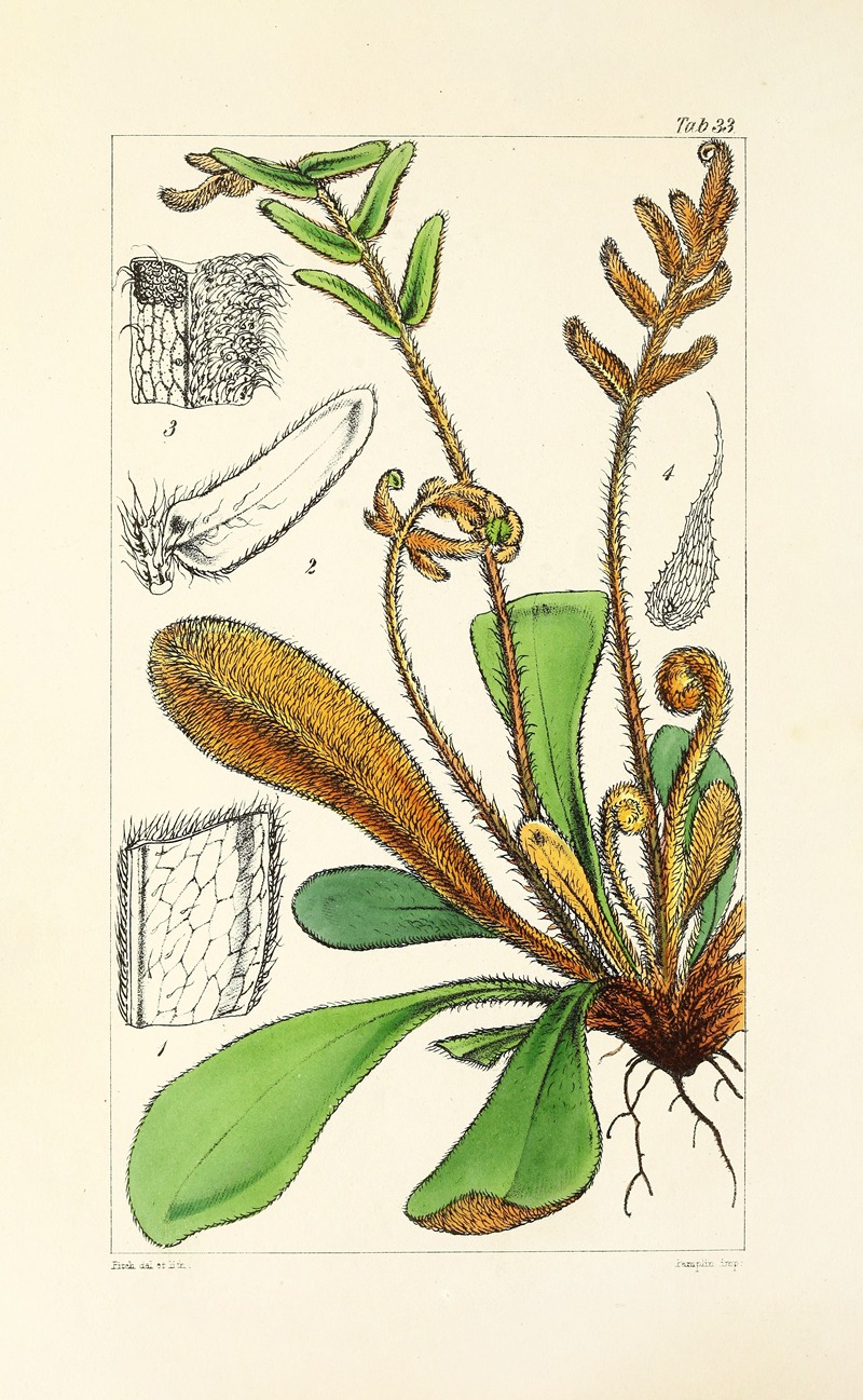 William Jackson Hooker - A century of ferns Pl.33