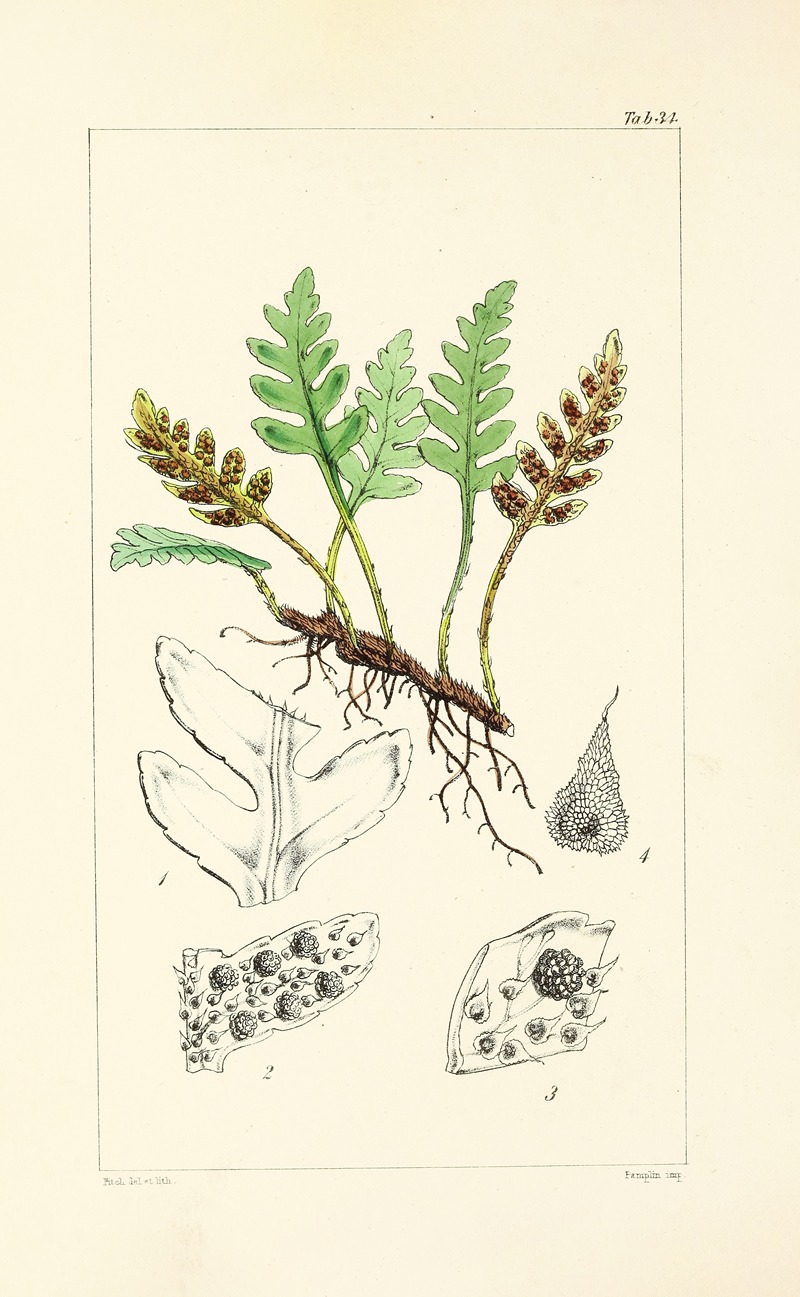 William Jackson Hooker - A century of ferns Pl.34