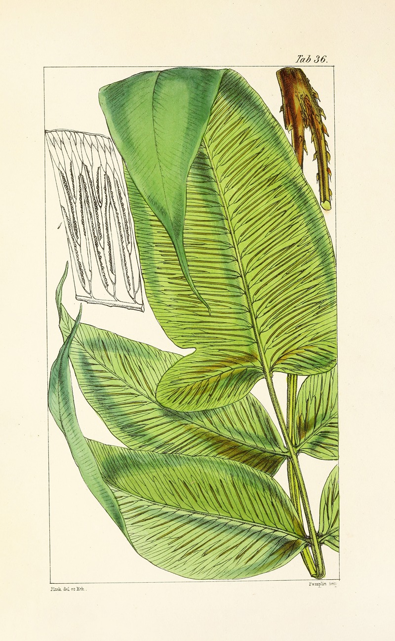 William Jackson Hooker - A century of ferns Pl.36