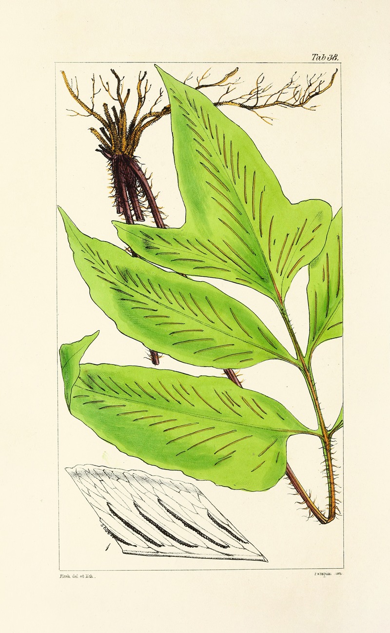 William Jackson Hooker - A century of ferns Pl.38