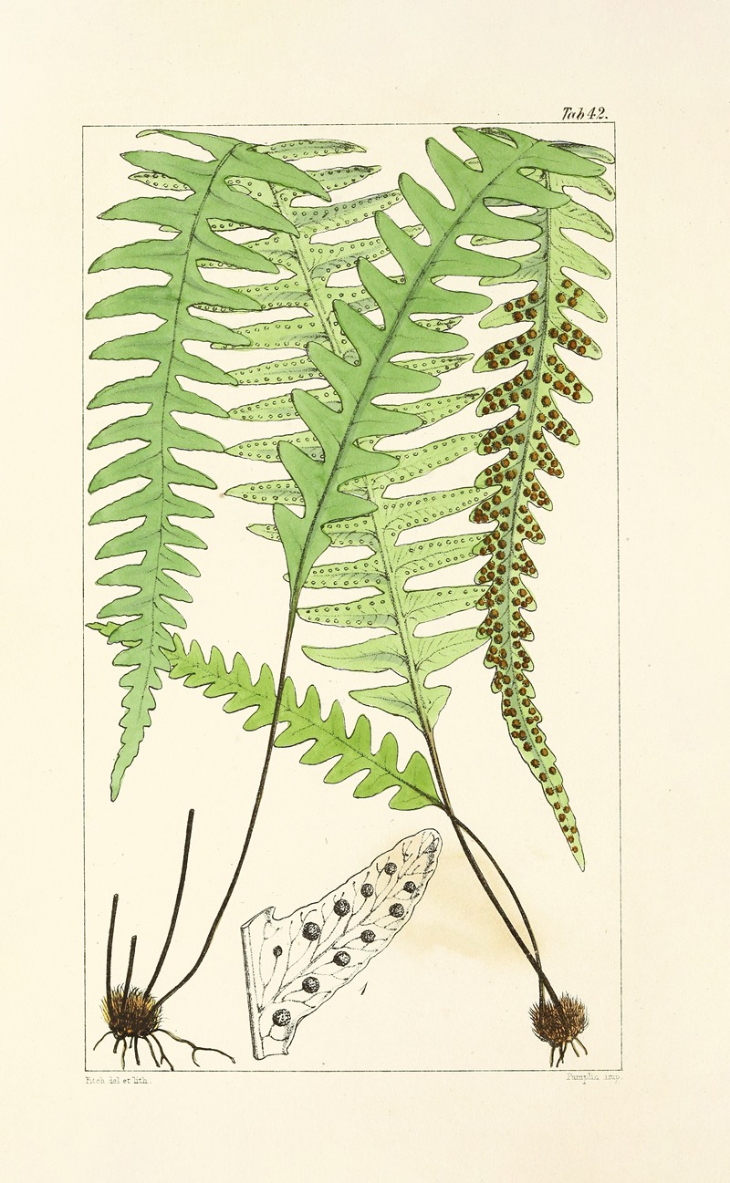 William Jackson Hooker - A century of ferns Pl.40