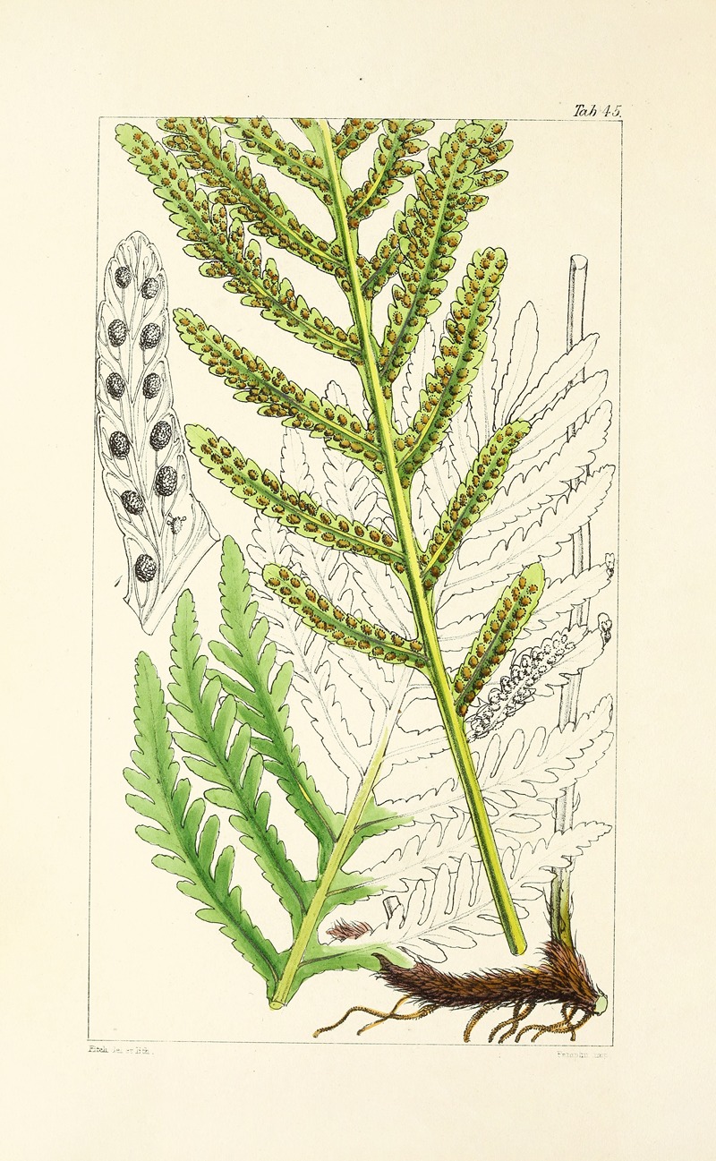 William Jackson Hooker - A century of ferns Pl.43
