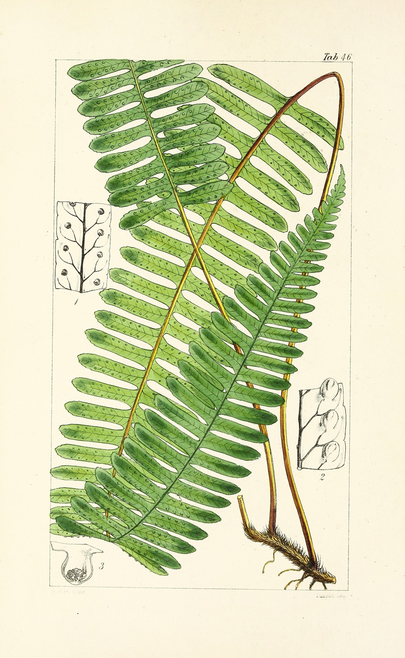 William Jackson Hooker - A century of ferns Pl.44