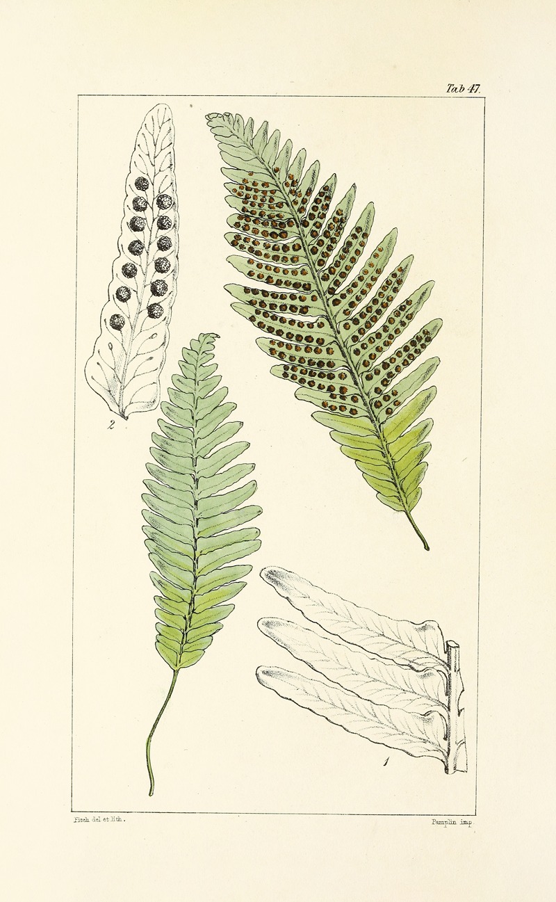 William Jackson Hooker - A century of ferns Pl.45