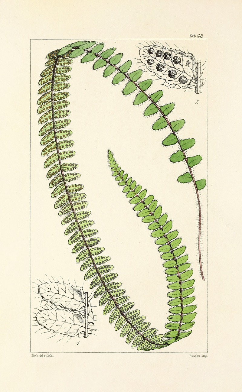 William Jackson Hooker - A century of ferns Pl.46