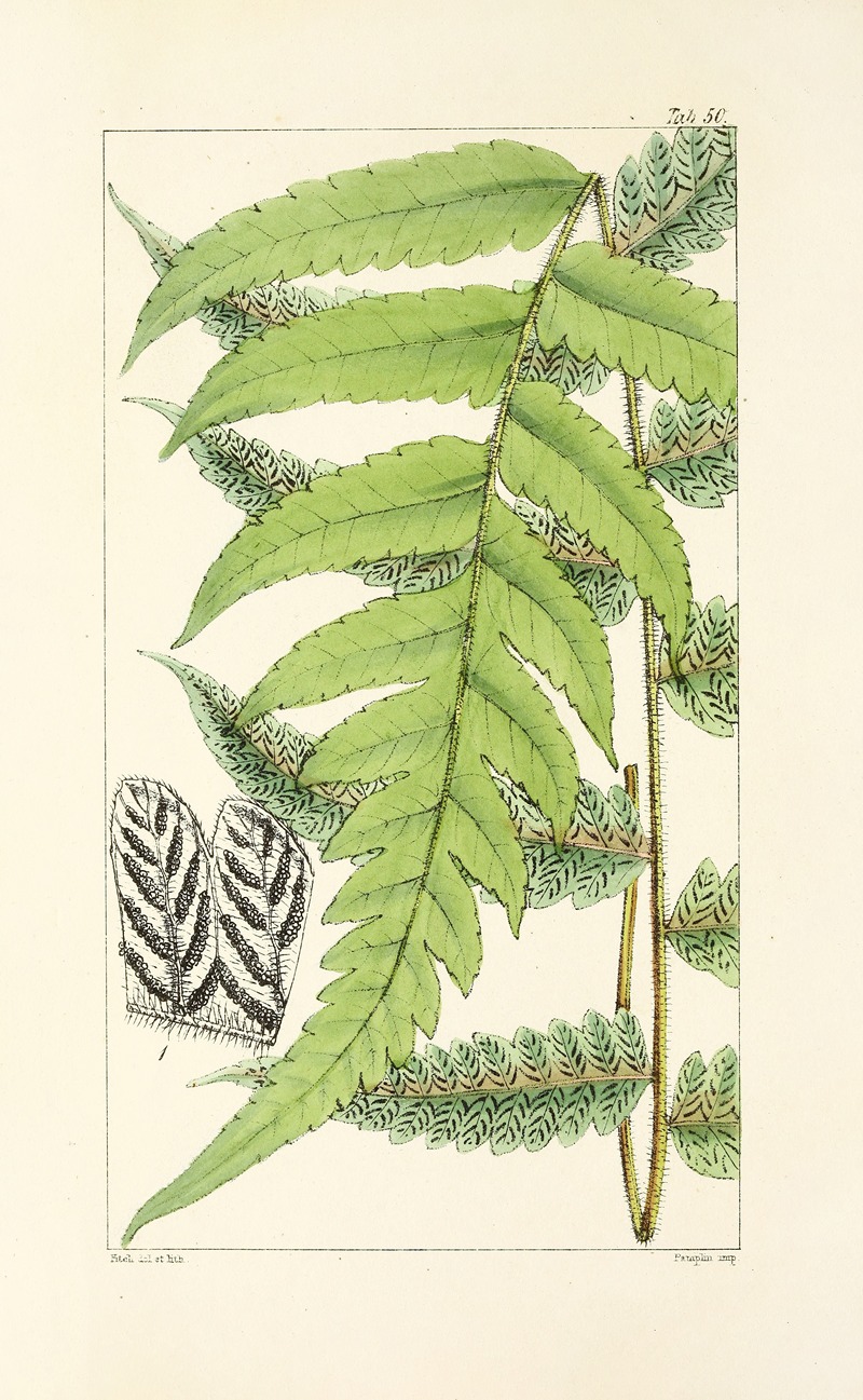 William Jackson Hooker - A century of ferns Pl.48