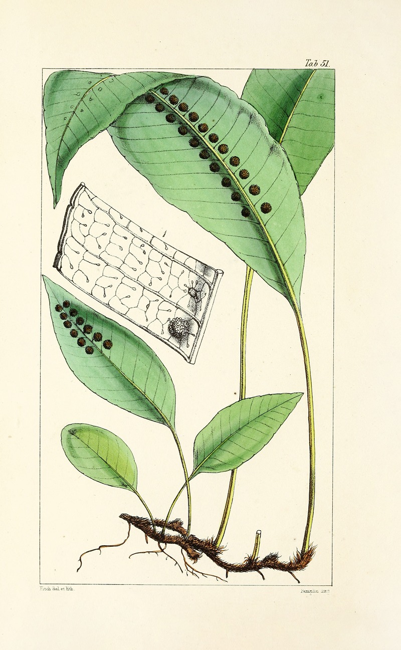 William Jackson Hooker - A century of ferns Pl.49
