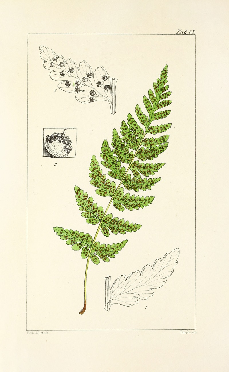 William Jackson Hooker - A century of ferns Pl.53