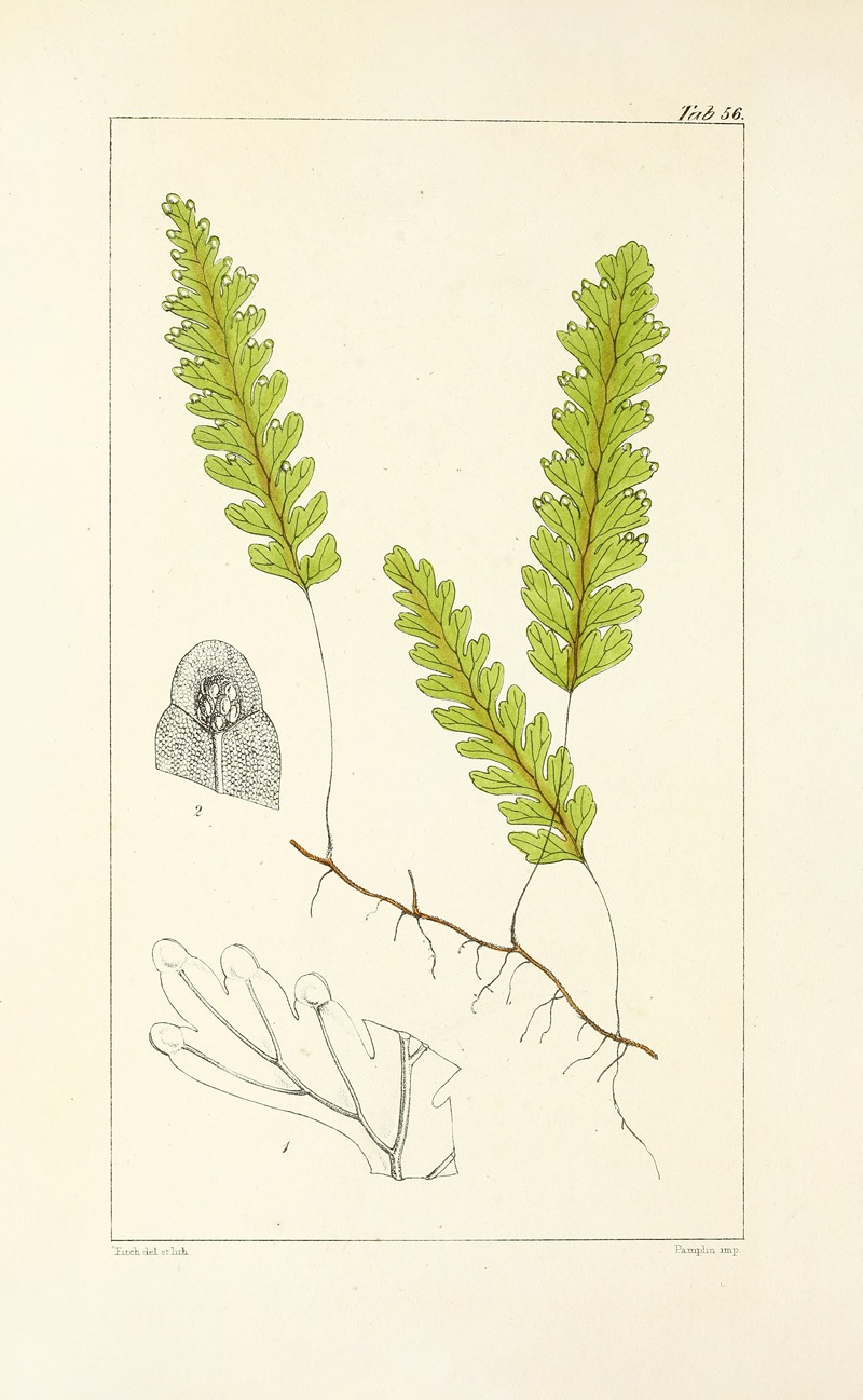 William Jackson Hooker - A century of ferns Pl.54
