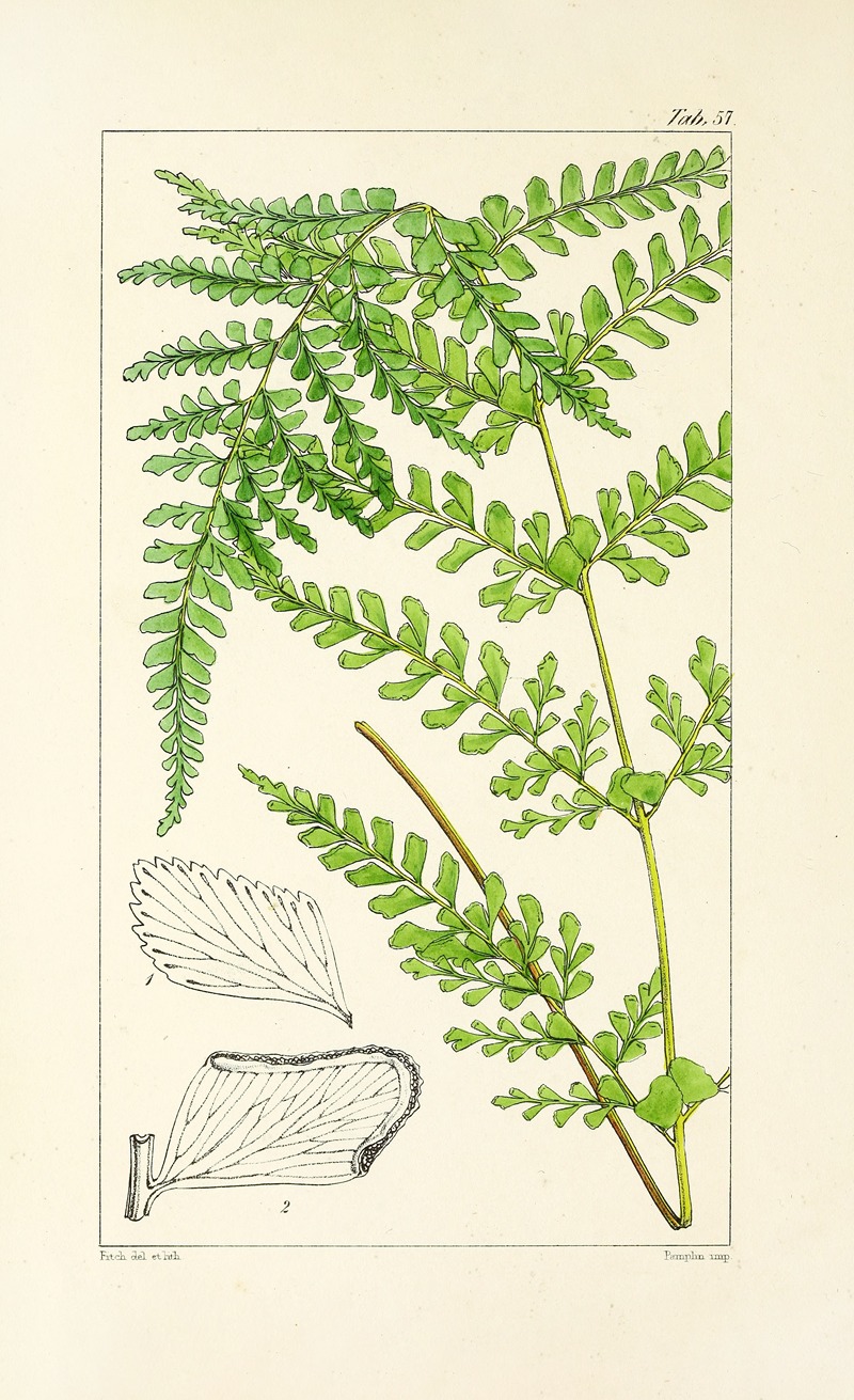 William Jackson Hooker - A century of ferns Pl.55