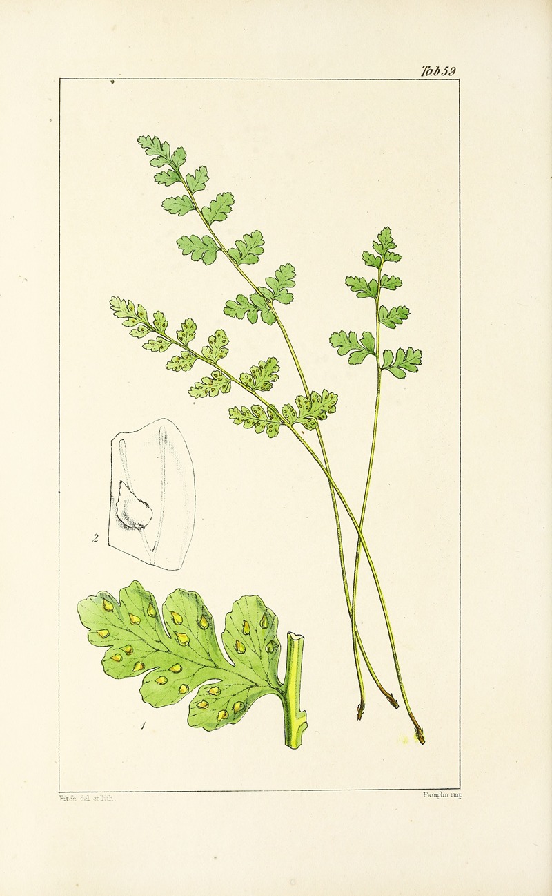 William Jackson Hooker - A century of ferns Pl.57