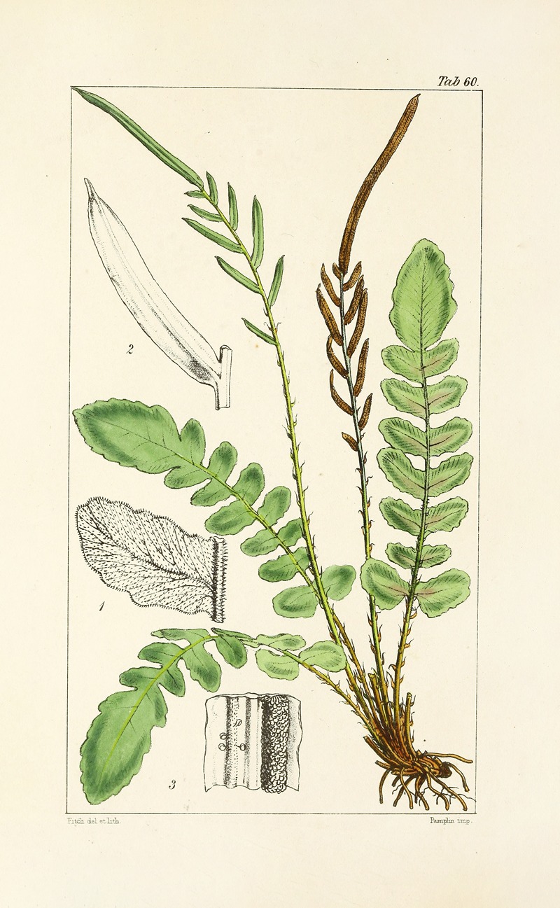 William Jackson Hooker - A century of ferns Pl.58