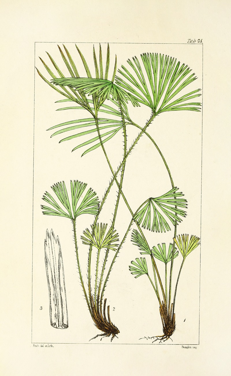 William Jackson Hooker - A century of ferns Pl.71