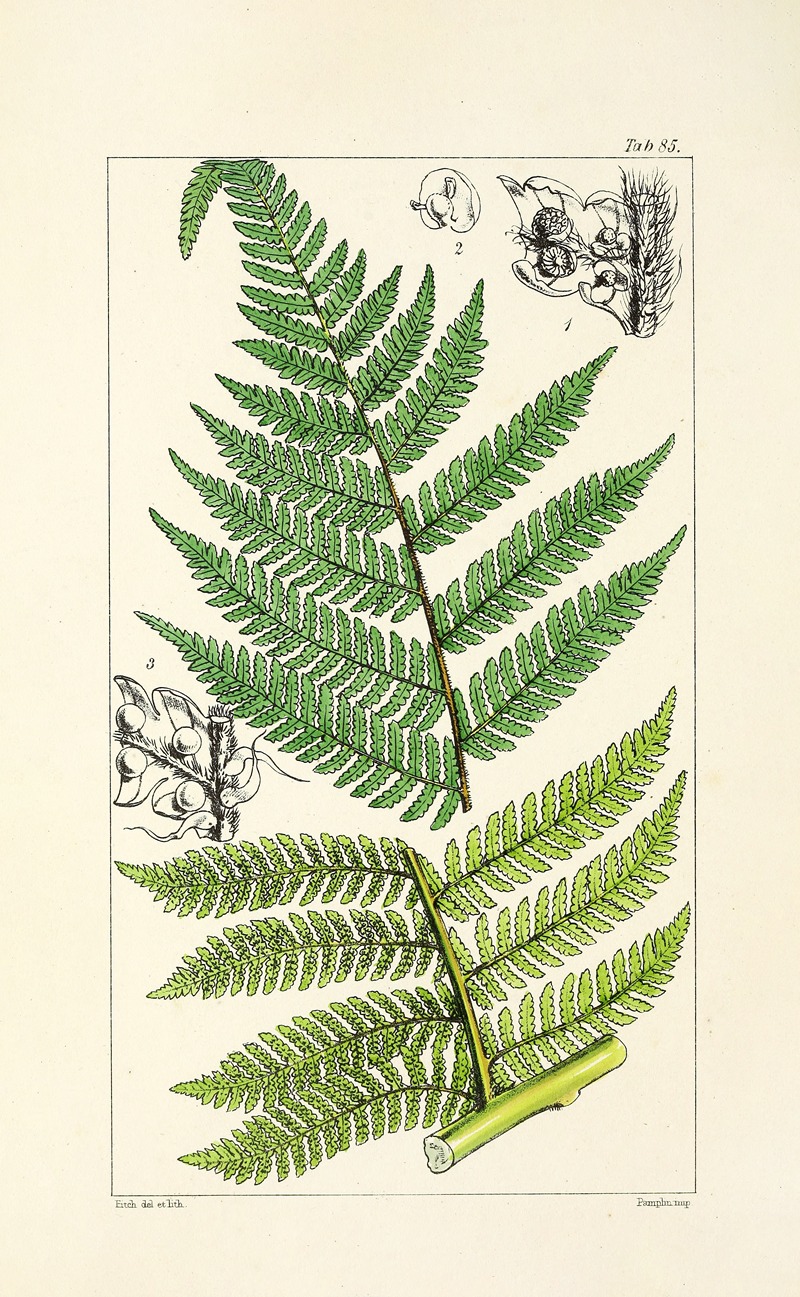 William Jackson Hooker - A century of ferns Pl.81