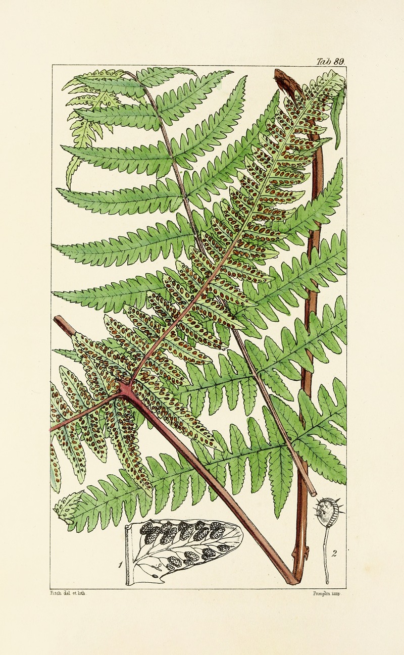 William Jackson Hooker - A century of ferns Pl.85