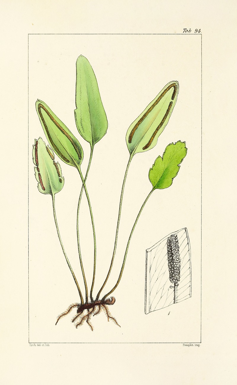 William Jackson Hooker - A century of ferns Pl.90