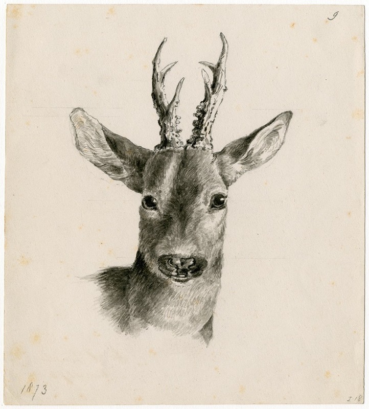 Floris Verster - Head of a deer