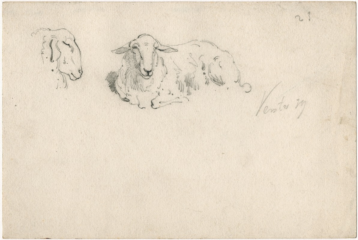 Floris Verster - Liggend schaap, schapekop