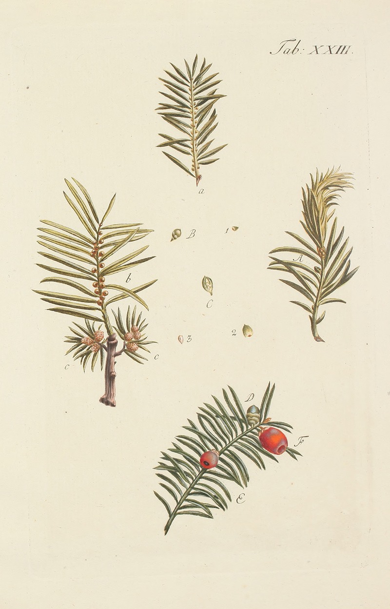 Carl Christoph Oelhafen von Schöllenbach - Abbildung der wilden Bäume, Stauden und Buschgewächse Pl.023