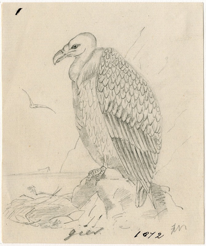 Floris Verster - Vulture