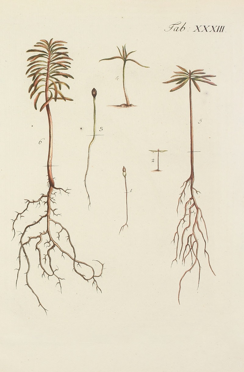 Carl Christoph Oelhafen von Schöllenbach - Abbildung der wilden Bäume, Stauden und Buschgewächse Pl.033