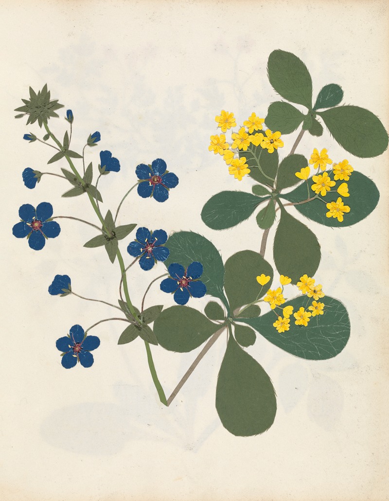Ellen W. - Album of cut-paper flowers Pl.12