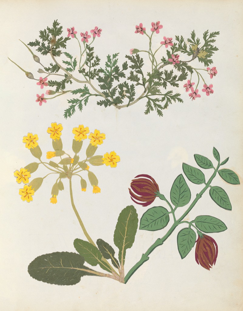 Ellen W. - Album of cut-paper flowers Pl.13