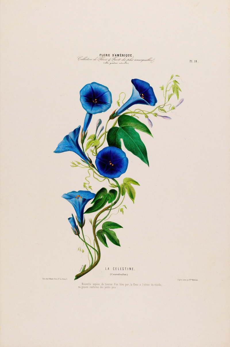 Etienne Denisse - Flore d’Amérique, dessinée d’après nature sur les lieux Pl.014