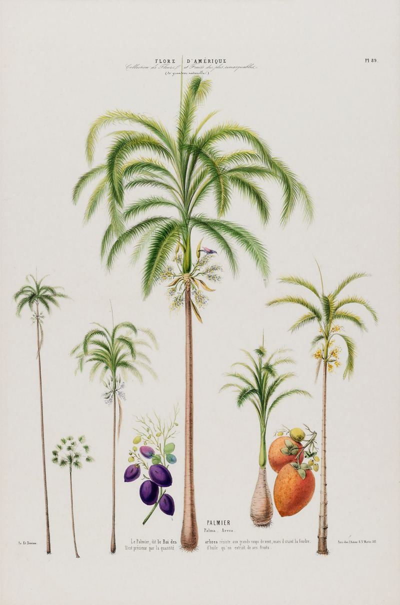 Etienne Denisse - Flore d’Amérique, dessinée d’après nature sur les lieux Pl.089