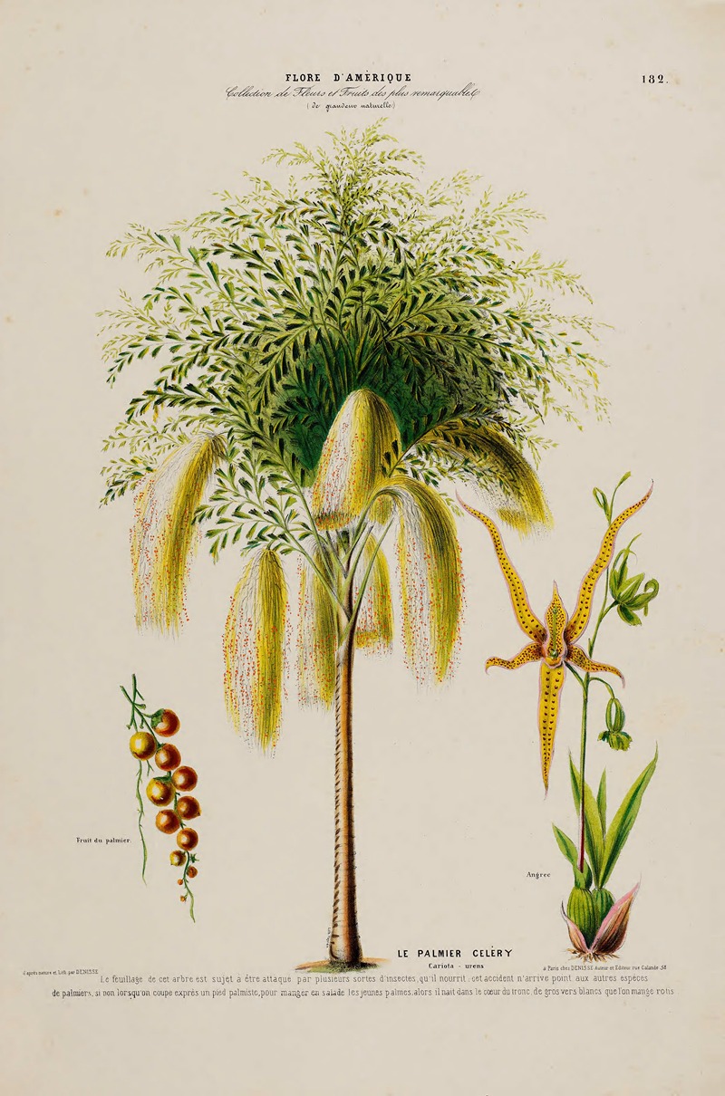 Etienne Denisse - Flore d’Amérique, dessinée d’après nature sur les lieux Pl.182