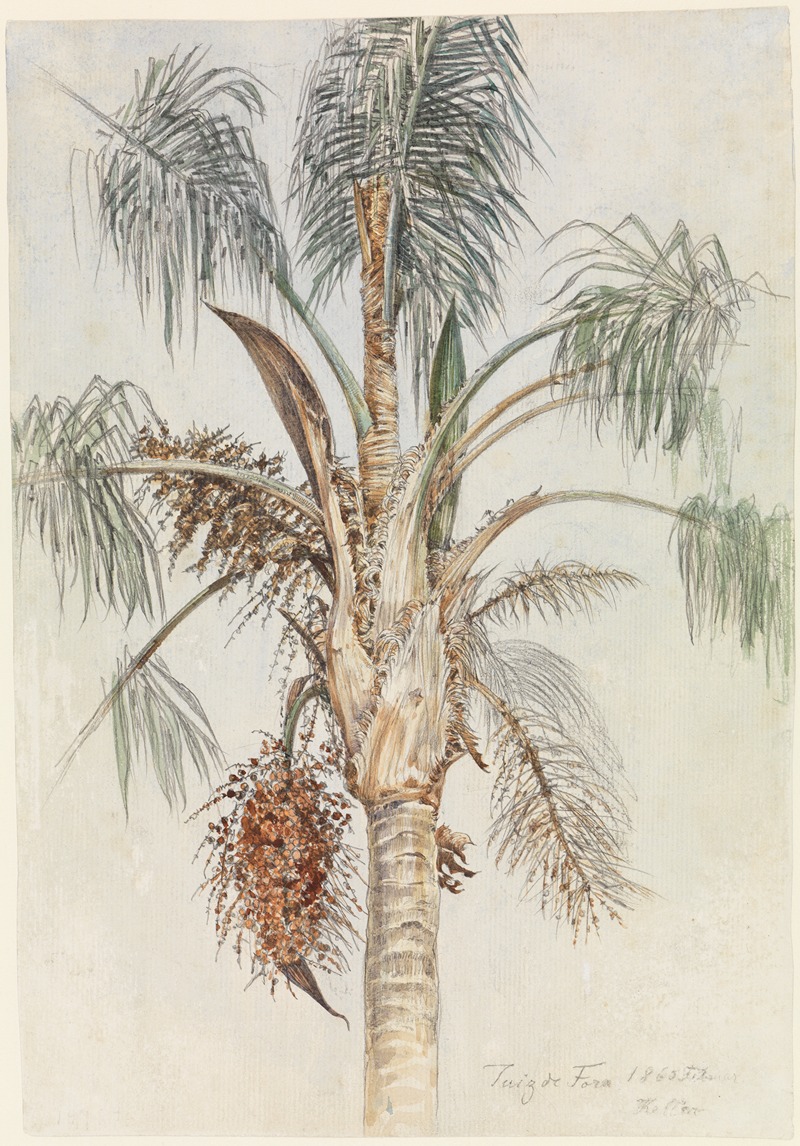 Ferdinand Keller - Krone einer Palme (Syagrus macrocarpa) in Juiz de Fora