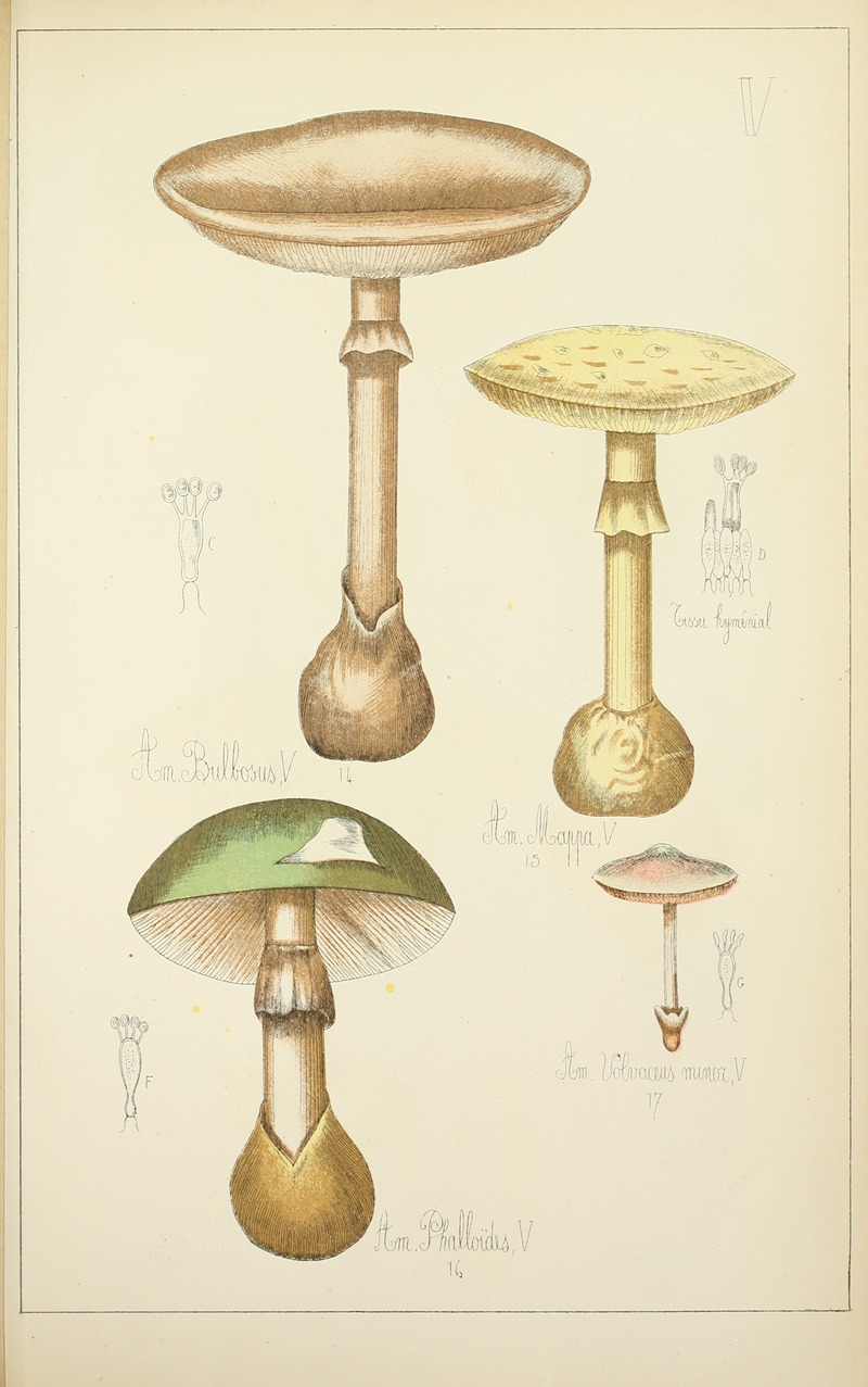 Guillaume Sicard - Histoire naturelle des champignons Pl.05
