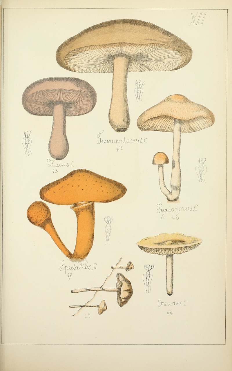 Guillaume Sicard - Histoire naturelle des champignons Pl.12