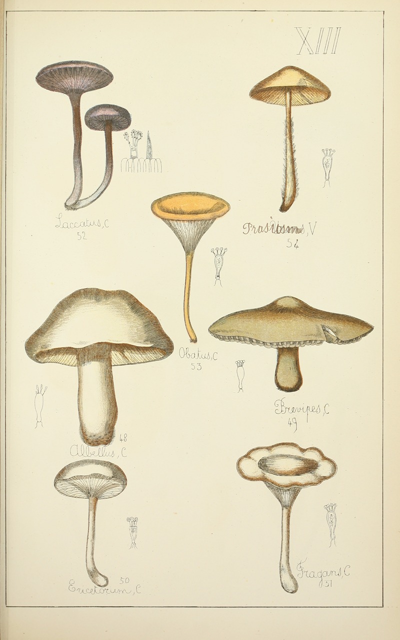 Guillaume Sicard - Histoire naturelle des champignons Pl.13