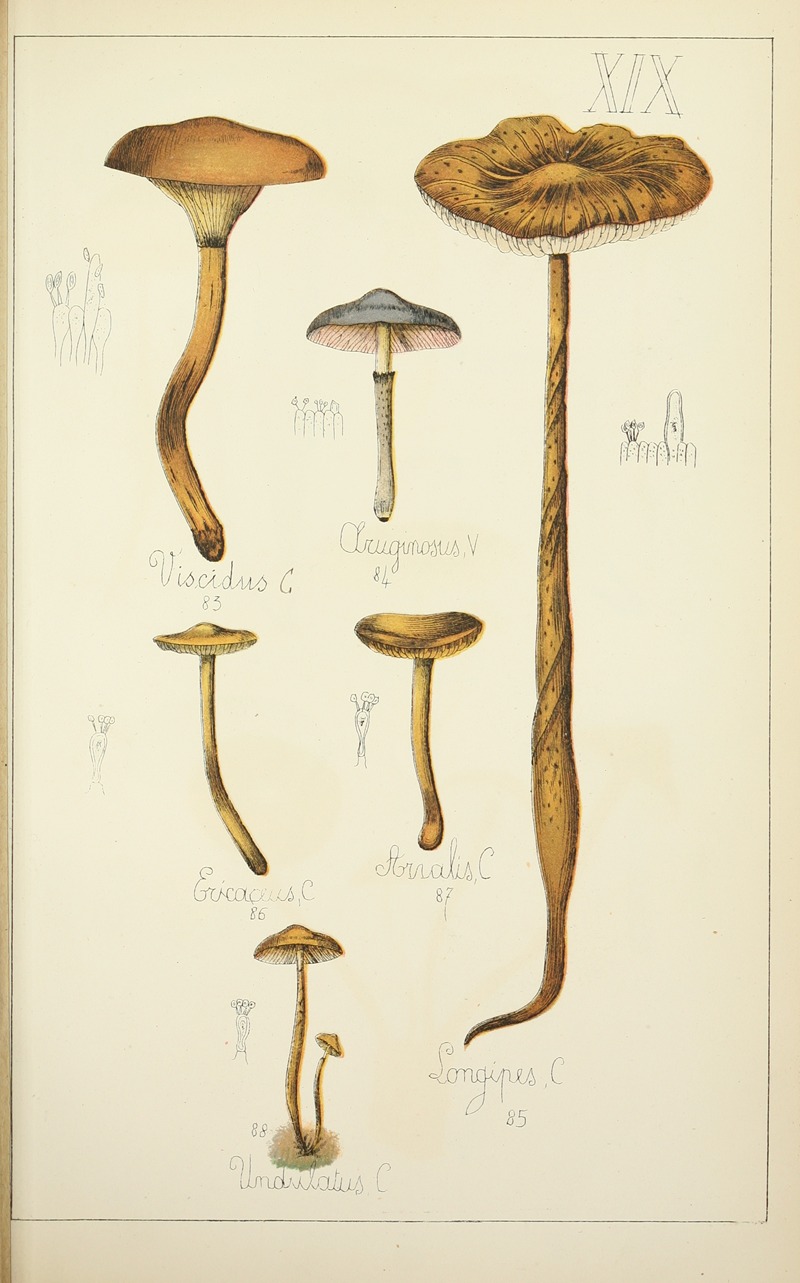 Guillaume Sicard - Histoire naturelle des champignons Pl.19