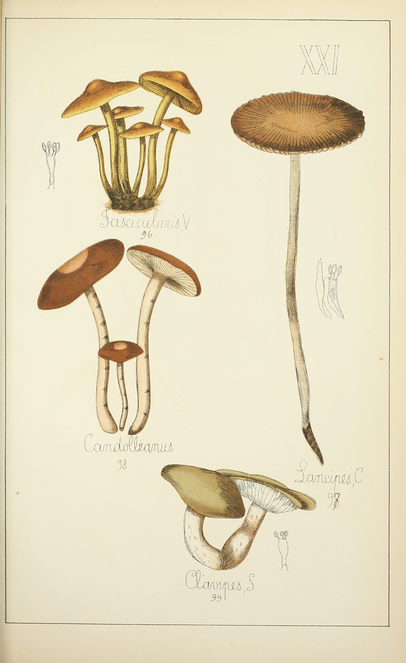 Guillaume Sicard - Histoire naturelle des champignons Pl.21