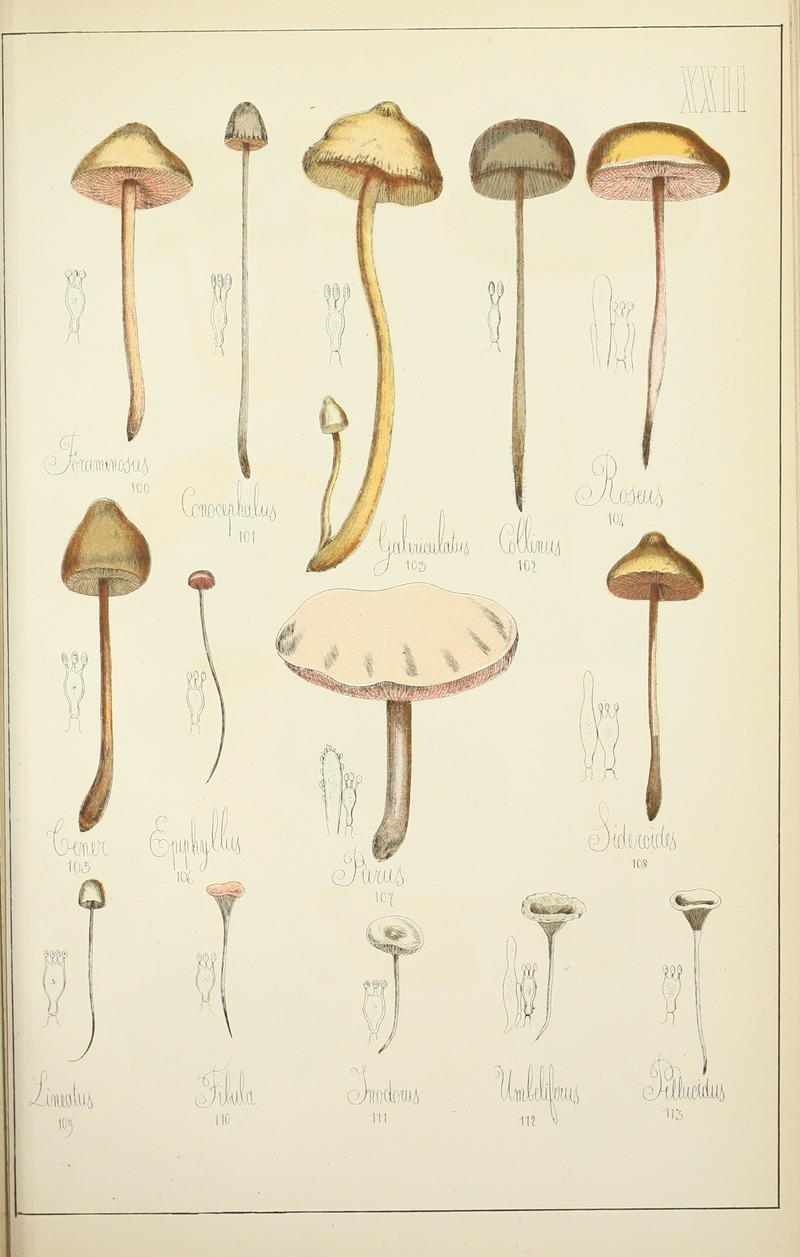Guillaume Sicard - Histoire naturelle des champignons Pl.22