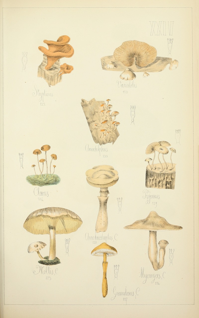 Guillaume Sicard - Histoire naturelle des champignons Pl.24