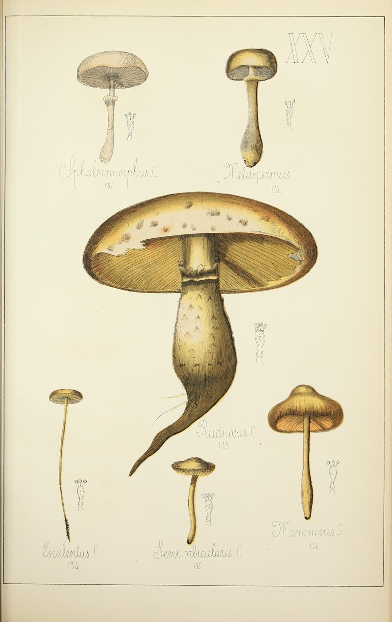 Guillaume Sicard - Histoire naturelle des champignons Pl.25