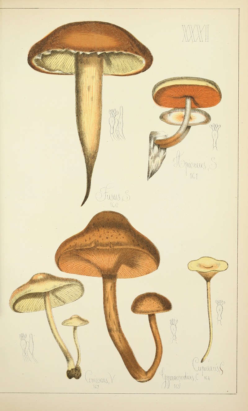 Guillaume Sicard - Histoire naturelle des champignons Pl.31