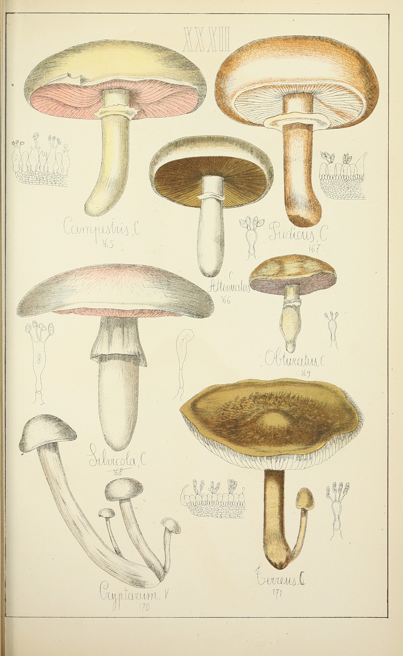 Guillaume Sicard - Histoire naturelle des champignons Pl.32