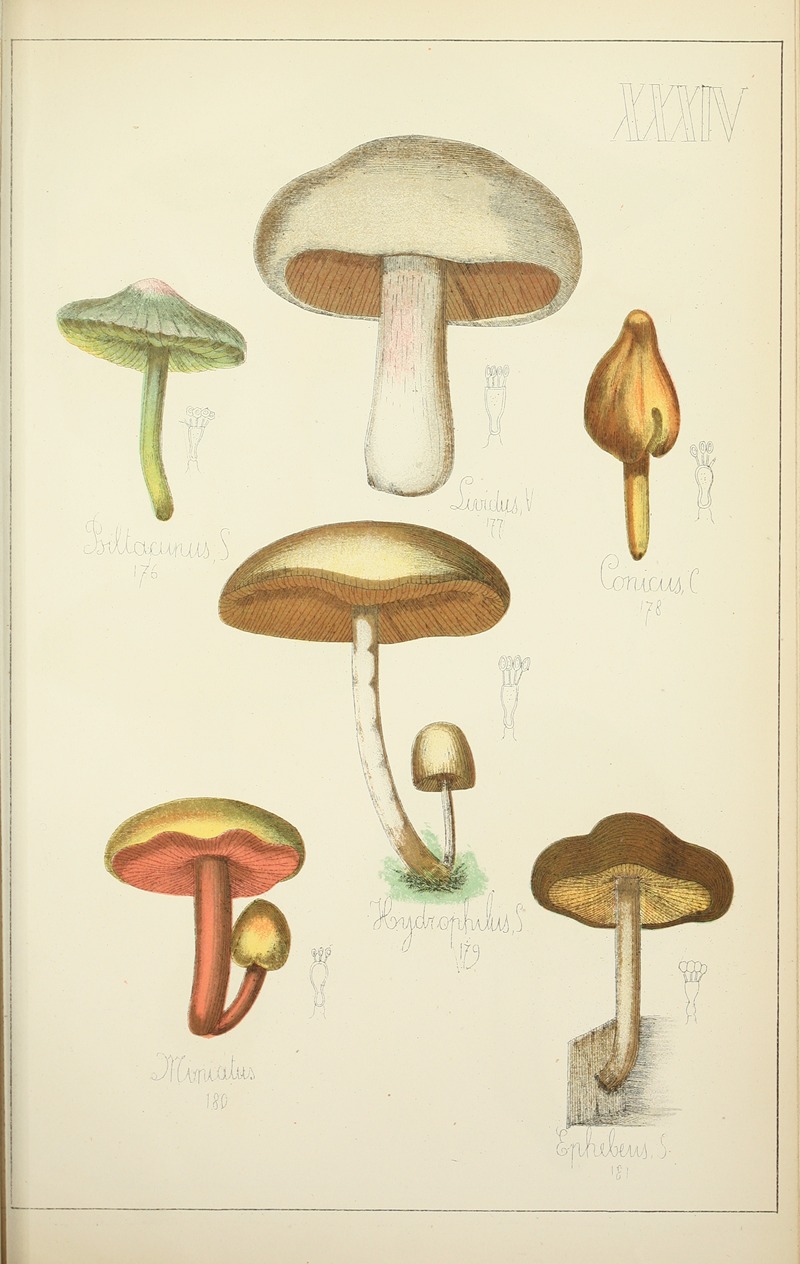 Guillaume Sicard - Histoire naturelle des champignons Pl.34