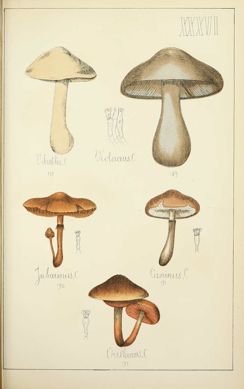 Guillaume Sicard - Histoire naturelle des champignons Pl.36