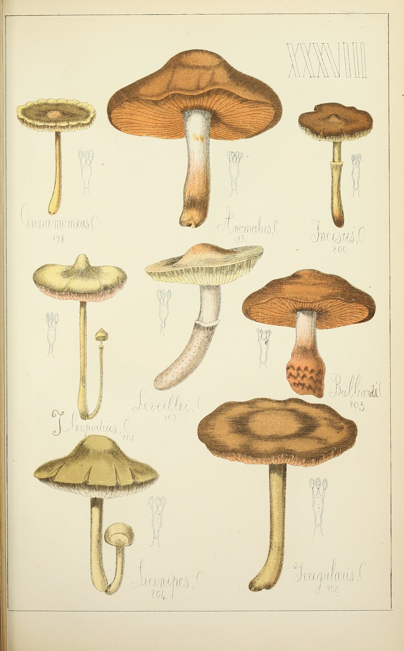 Guillaume Sicard - Histoire naturelle des champignons Pl.38