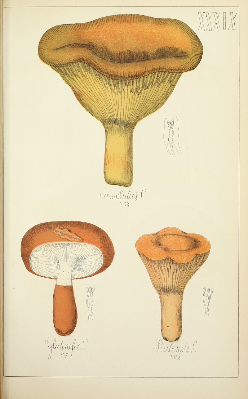 Guillaume Sicard - Histoire naturelle des champignons Pl.39