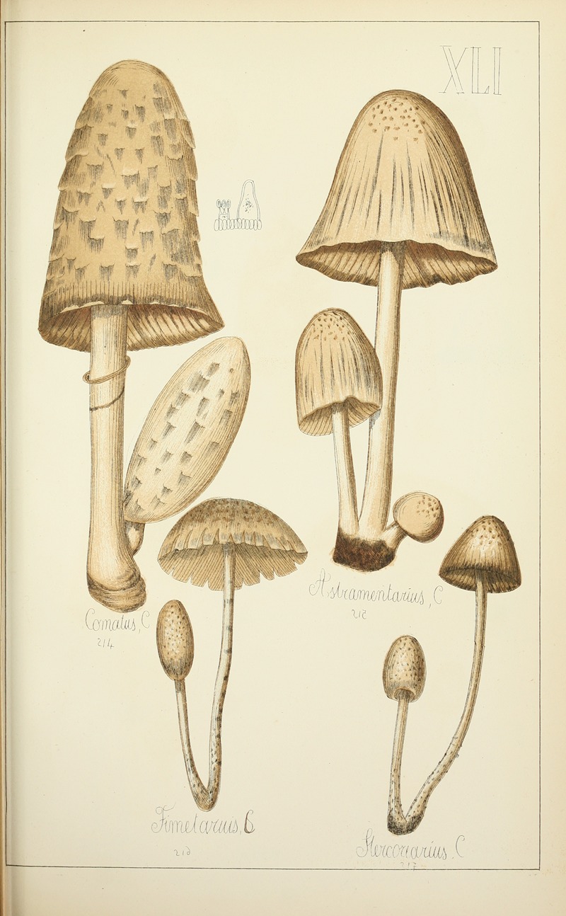 Guillaume Sicard - Histoire naturelle des champignons Pl.41