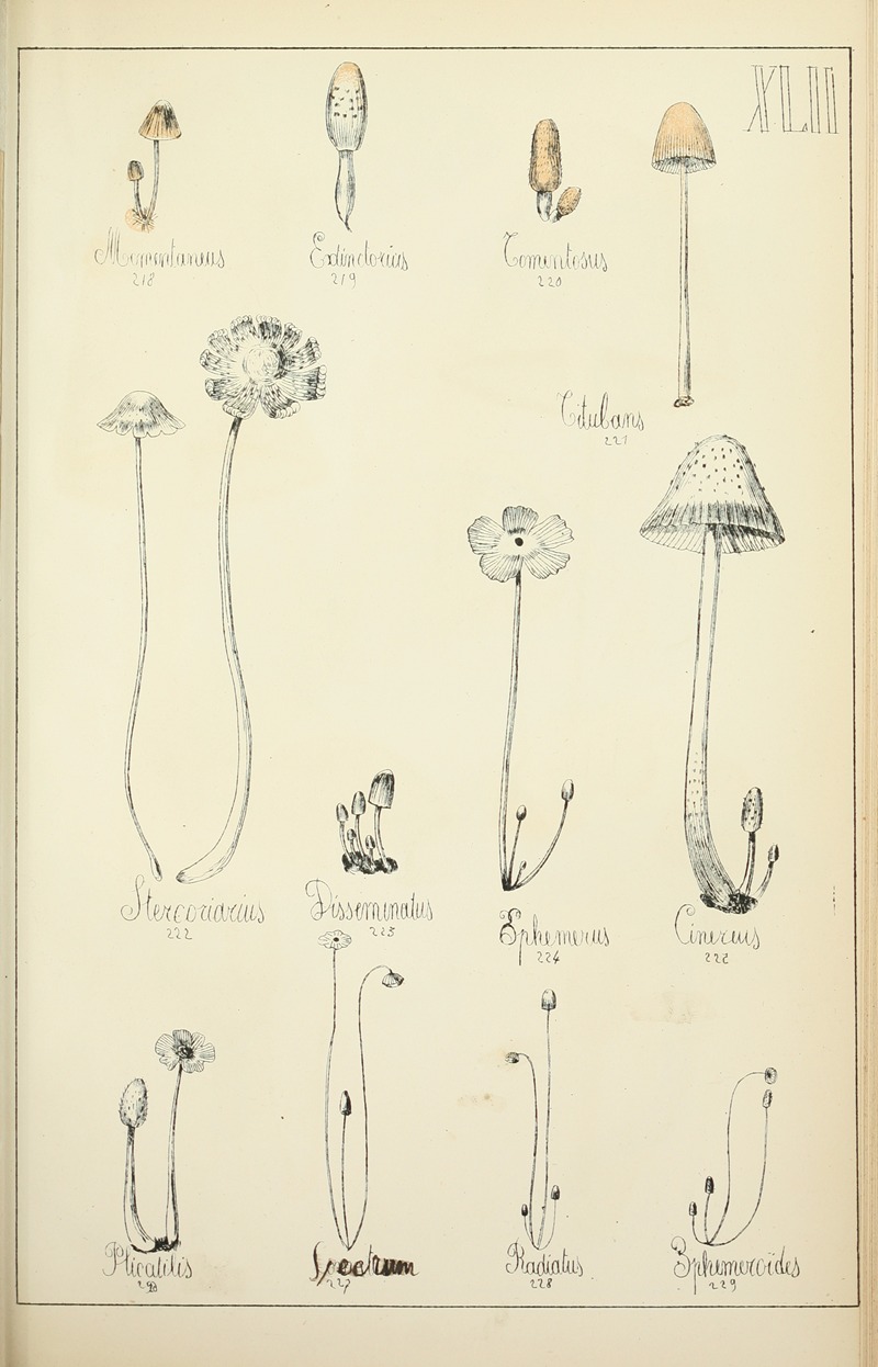 Guillaume Sicard - Histoire naturelle des champignons Pl.42