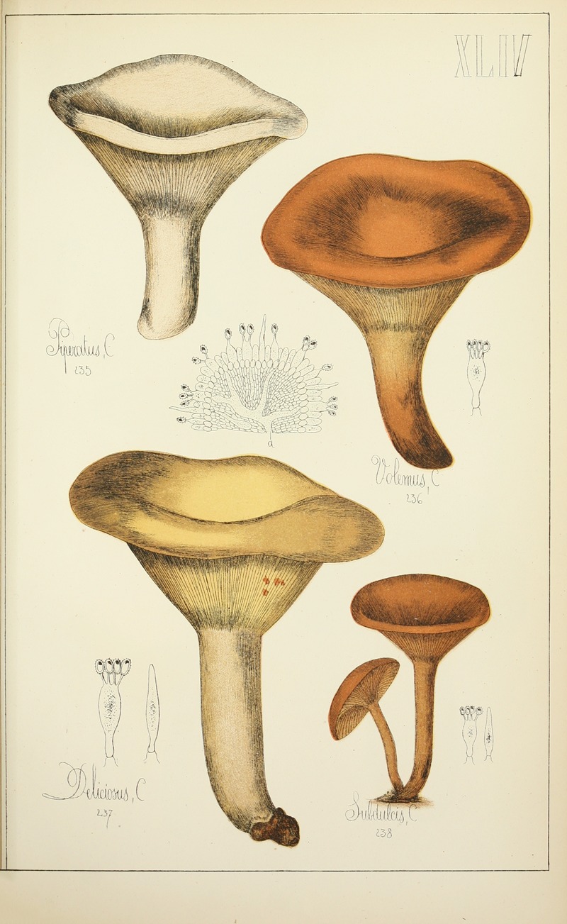 Guillaume Sicard - Histoire naturelle des champignons Pl.44