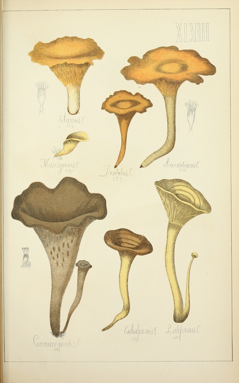Guillaume Sicard - Histoire naturelle des champignons Pl.48